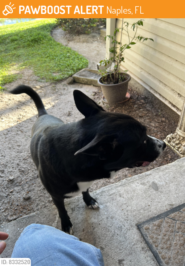 Found/Stray Male Dog last seen Airport pulling and Davis , Naples, FL 34112