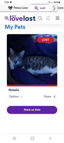 Lost Female Cat last seen Keega/lockhar/Dublin blvd, Dublin, CA 94568