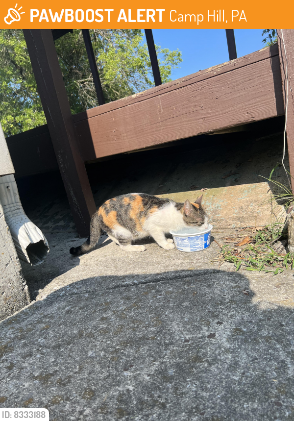 Found/Stray Female Cat last seen Matthew & Dulles Drive W., in East Pennsboro twp, Camp Hill, PA 17011