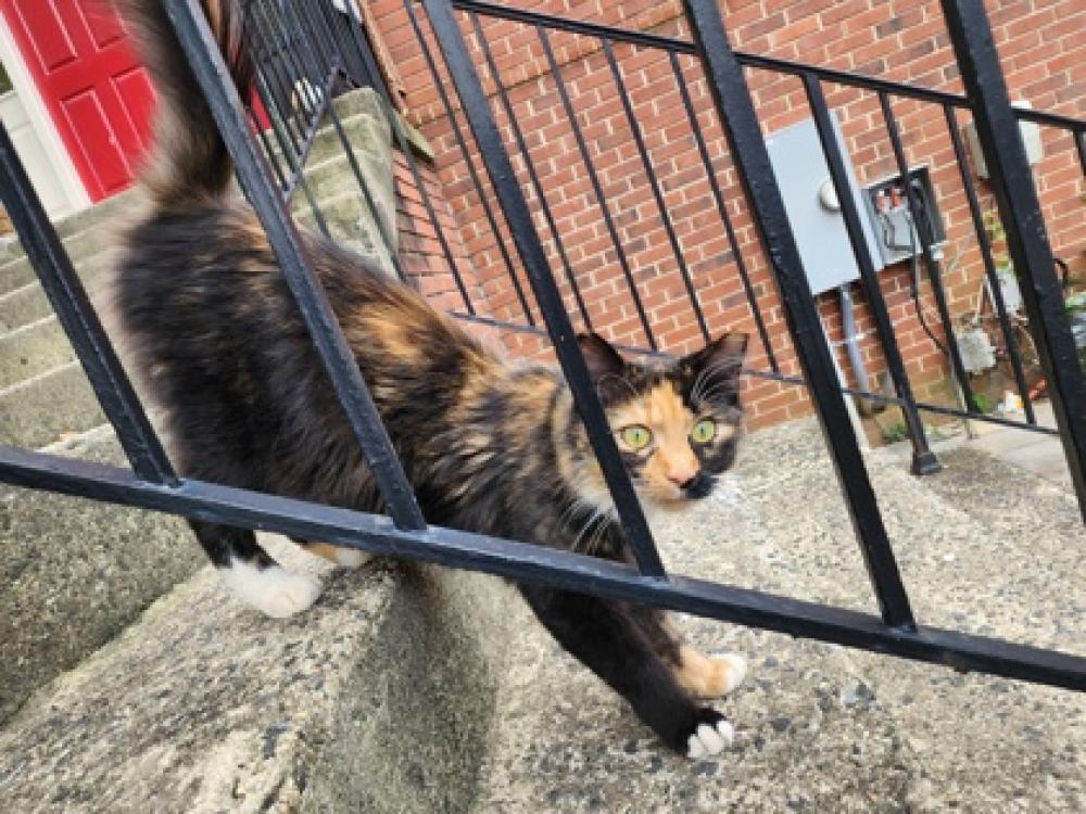 Shelter Stray Female Cat last seen Annandale, VA 22003, Fairfax, VA 22032