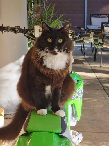 Lost Male Cat last seen Armagh st, Athelstone, SA 5076