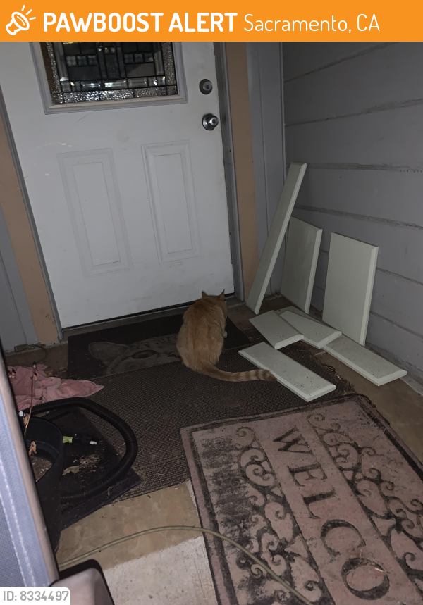 Found/Stray Male Cat in Sacramento, CA 95825 (ID 8334497) PawBoost