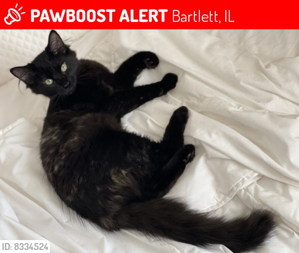 Lost Female Cat last seen Woodland Hills Northgate Ct , Bartlett, IL 60103