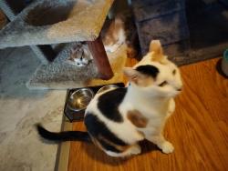 Reunited Female Cat last seen Baldwin And cedar, El Monte, CA 91731