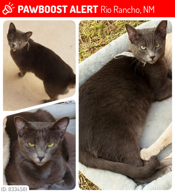 Lost Female Cat last seen Hermit Falls Dr SE, Broadmoor Blvd, W Island Dr, Rio Rancho, NM 87124