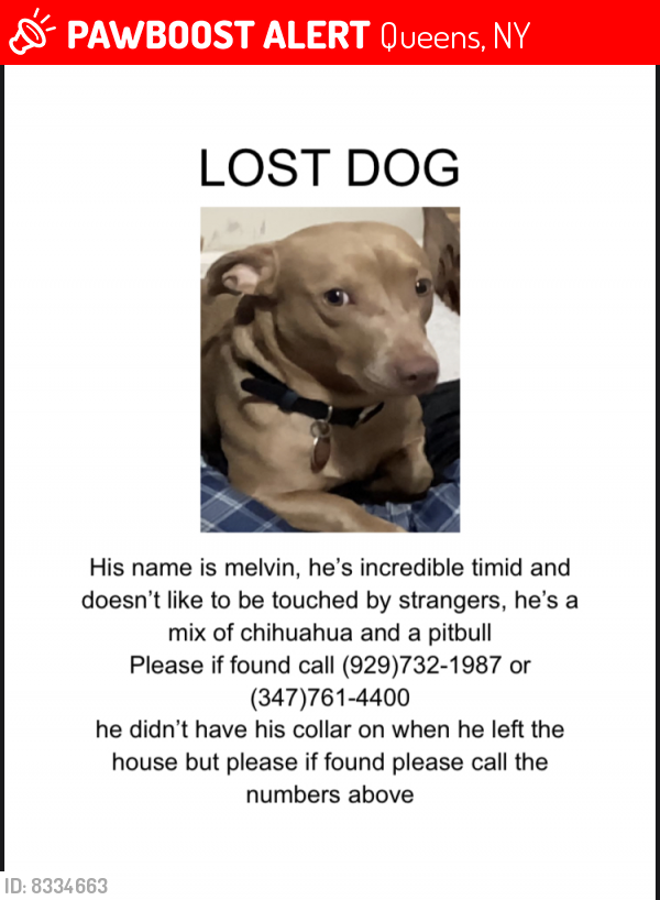 Lost Male Dog last seen Xenia st and Otis ave, Queens, NY 11368