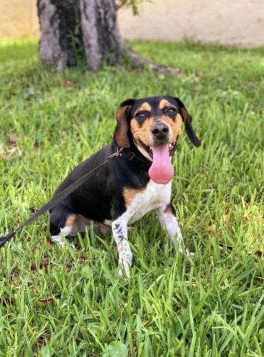 Lost Male Dog last seen Frank's Italian on Hallandale Beach Blvd just west of I-95, West Park, FL 33023