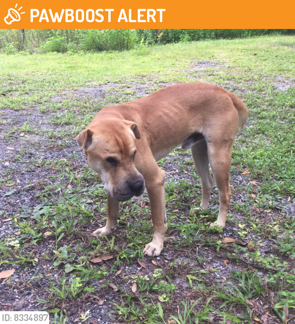 Found/Stray Male Dog last seen North of Milton's off 441 lake city fl., Columbia County, FL 32055