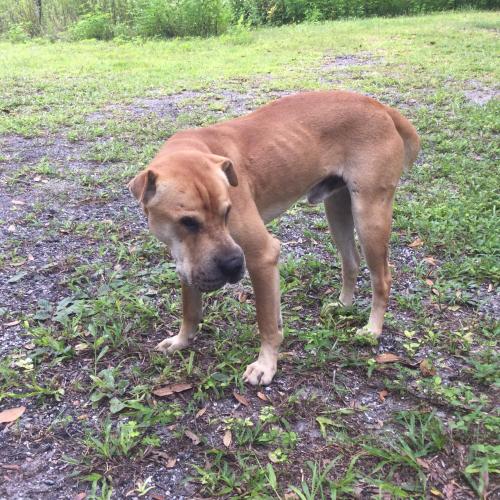 Found/Stray Male Dog last seen North of Milton's off 441 lake city fl., Columbia County, FL 32055