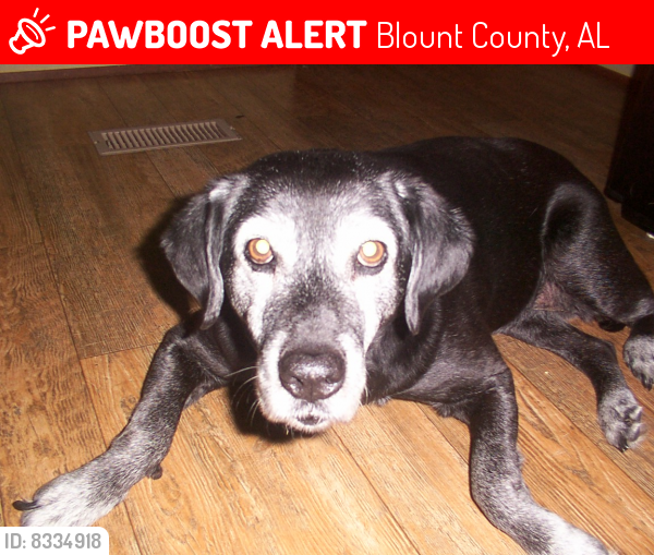 Lost Female Dog last seen Red Valley Road Remlap AL , Blount County, AL 35133