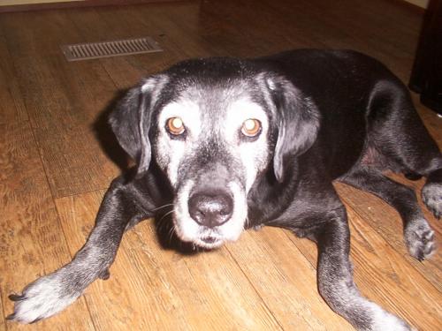 Lost Female Dog last seen Red Valley Road Remlap AL , Blount County, AL 35133