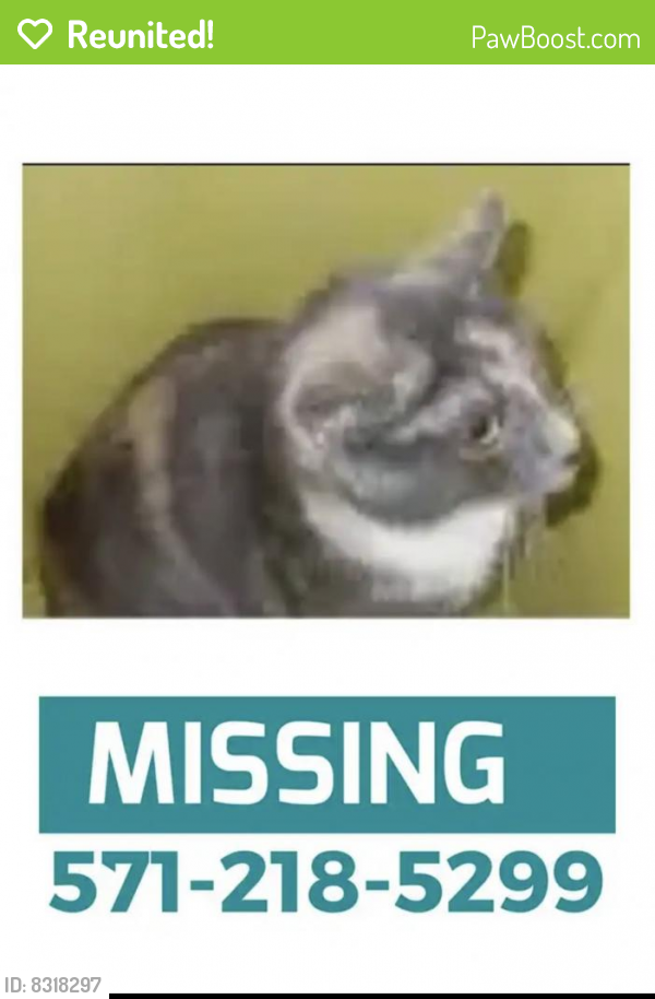 Reunited Female Cat last seen Anderson Ct, Bland Dr, Sudley Manor Dr, Sudley, VA 20109