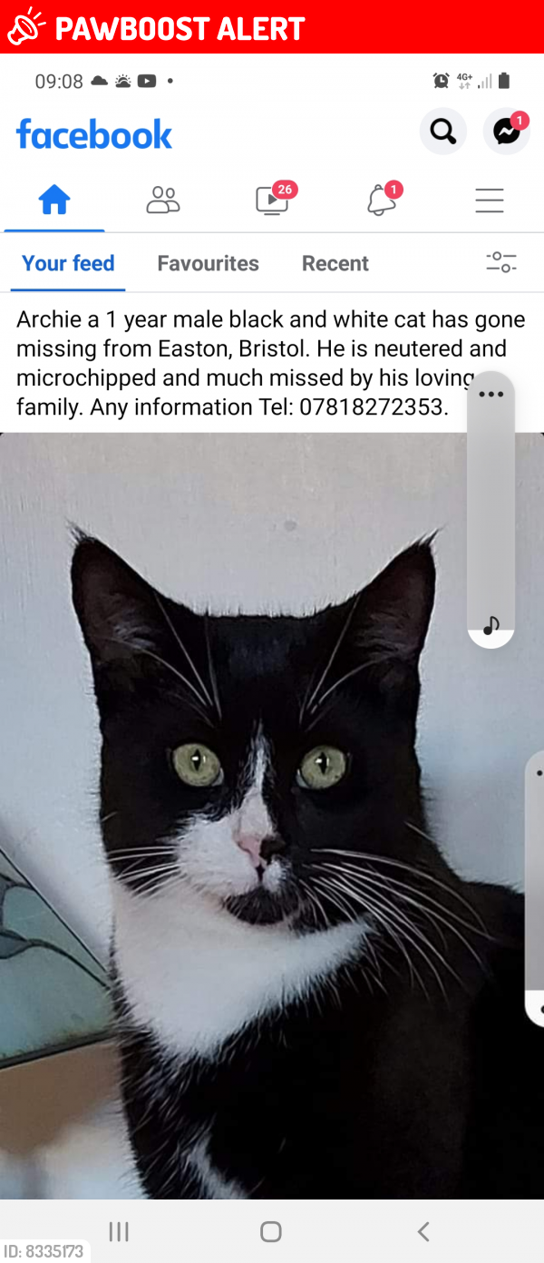 Lost Male Cat last seen Perry street , Saint Jude's, England BS5