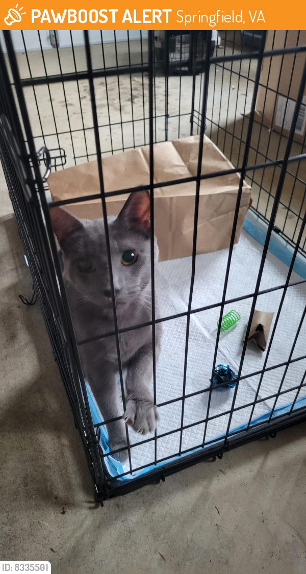 Found/Stray Male Cat last seen Timber Forest Dr, Springfield, VA 22312