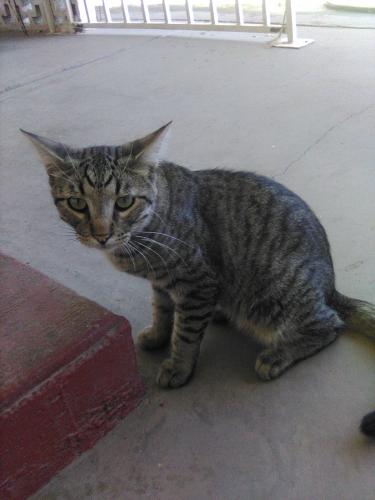 Lost Male Cat last seen JOYCE CIR 79904, El Paso, TX 79904