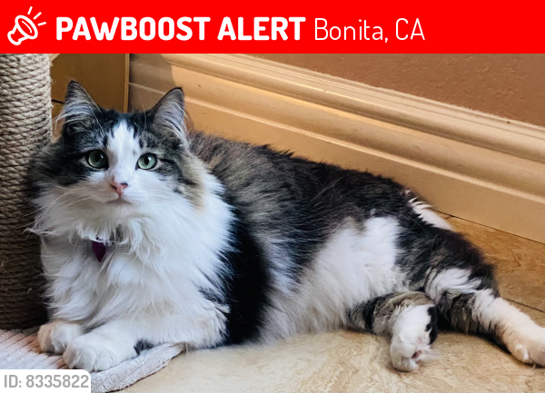 Lost Female Cat last seen Wallace dr bonita , Bonita, CA 91902