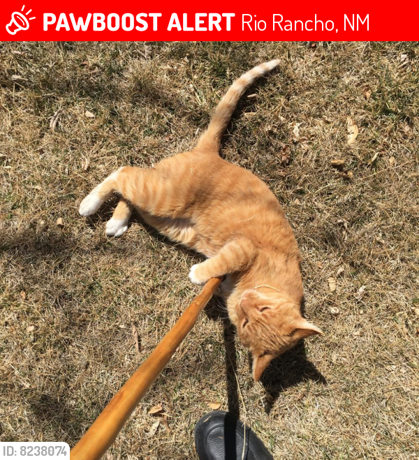 Lost Male Cat last seen Baltic Rio Rancho, Rio Rancho, NM 87124