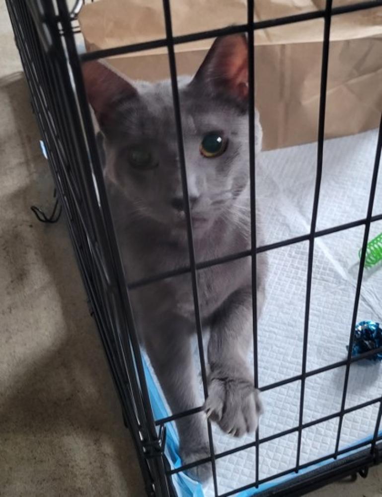 Shelter Stray Male Cat last seen Springfield, VA 22312, Fairfax, VA 22032