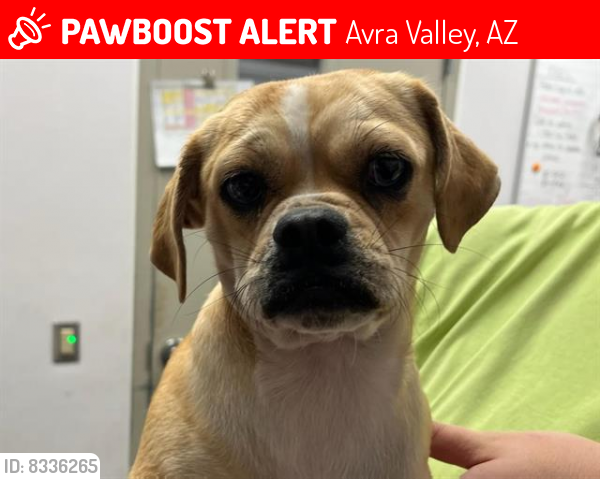 Lost Female Dog last seen Anway Road and Falcon Lane, Avra Valley, AZ 85653
