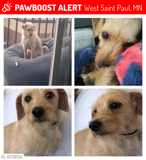 Lost Male Dog last seen Humbolt Avenue and Bernard Street, West Saint Paul, MN 55118