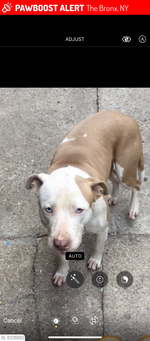 Lost Female Dog last seen Allerton , The Bronx, NY 10467