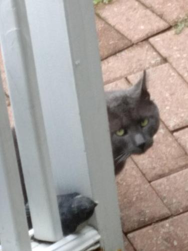 Found/Stray Unknown Cat last seen By Landmark on Main St, Port Washington, NY 11050