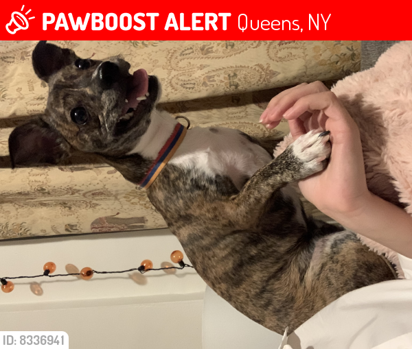 Lost Male Dog last seen Underbridge Dog Park, Queens, NY 11375