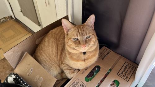 Lost Male Cat last seen Butte and 79, Florence, AZ 85132