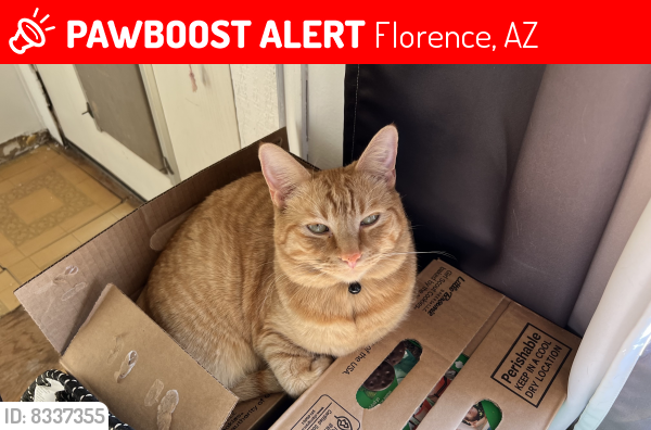 Lost Male Cat last seen Butte and 79, Florence, AZ 85132