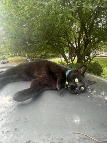 Lost Female Cat last seen Olde Forge Court/Helenwood Drive/Pickett Road, Fairfax, VA 22032