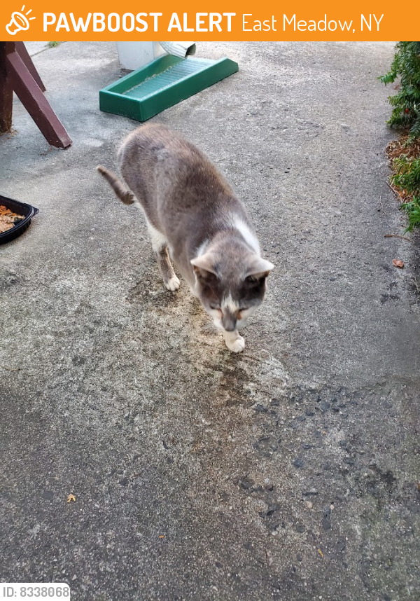 Found/Stray Unknown Cat last seen Lawn Drive/Cypress Ave., East Meadow, NY 11554