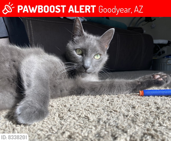 Lost Male Cat last seen Calistoga and 182nd, Goodyear, AZ 85338