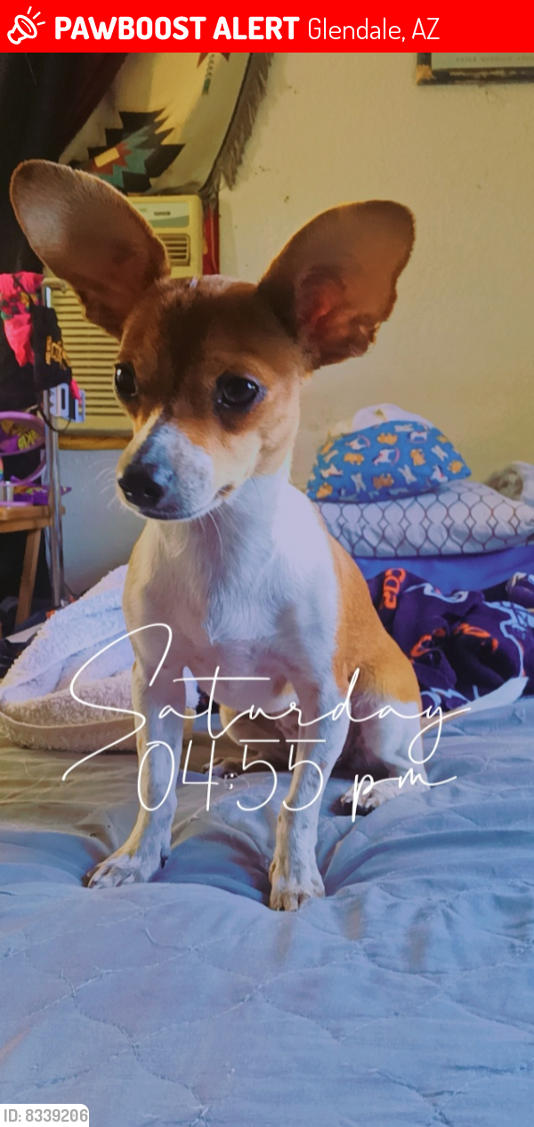 Lost Female Dog last seen 63rd ave and Maryland , Glendale, AZ 85301