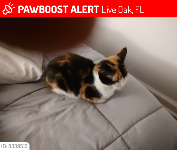 Lost Female Cat last seen Walmart live oak Florida , Live Oak, FL 32064