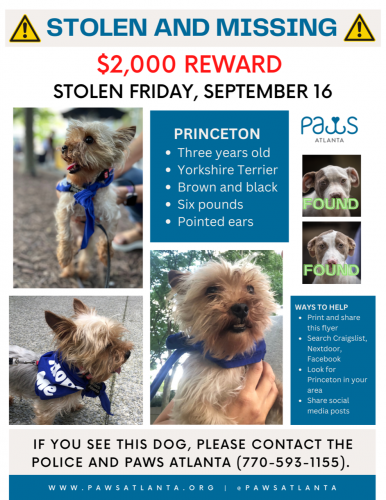 Lost Male Dog last seen Stolen from Paws Atlanta along with two puppies that have been found near the area separately and safe, Decatur, GA 30035