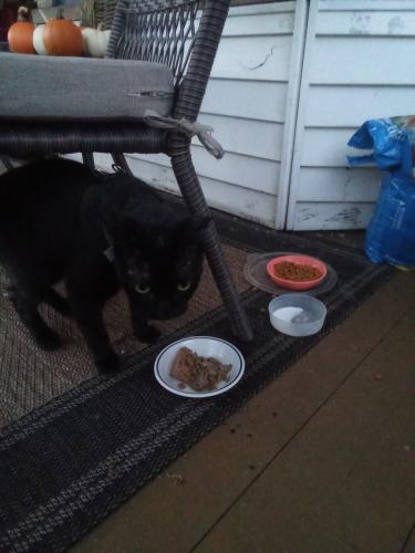 Found/Stray Unknown Cat last seen East Avenue and Hickory Street , Mount Carmel, PA 17851