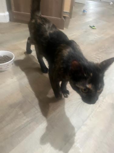 Found/Stray Male Cat last seen Normandy Square, Aspen Hill, MD 20906