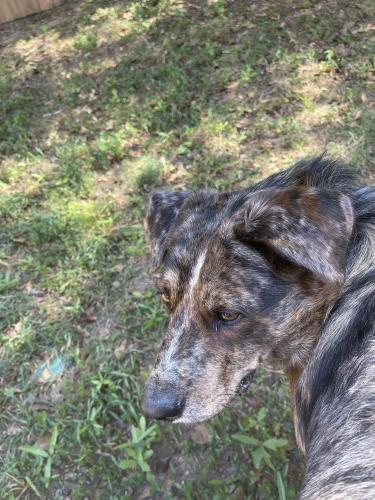 Found/Stray Male Dog last seen Frazier and Pangborn, DeKalb County, GA 30033