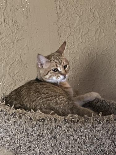 Lost Female Cat last seen Erie and Autoville , College Park, MD 20740