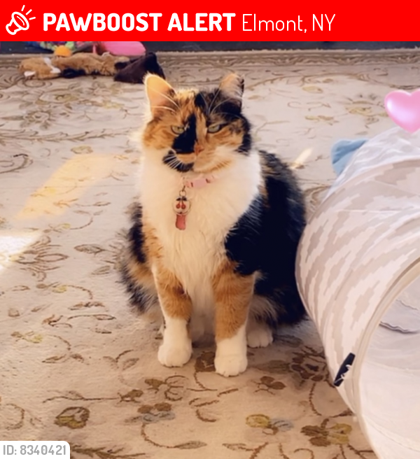 Lost Female Cat last seen Kingston, Elmont, NY 11003