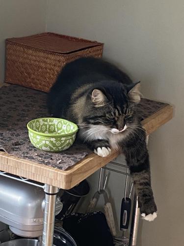 Lost Male Cat last seen Old Kings Hwy and Anthony Lane, New Canaan, CT 06840