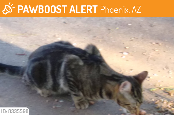 Found/Stray Male Cat last seen 48TH & MCDOWELL, Phoenix, AZ 85008