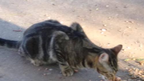Found/Stray Male Cat last seen 48TH & MCDOWELL, Phoenix, AZ 85008