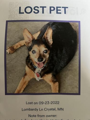 Lost Male Dog last seen Lakeland & Lombardy Lane , Crystal, MN 55428