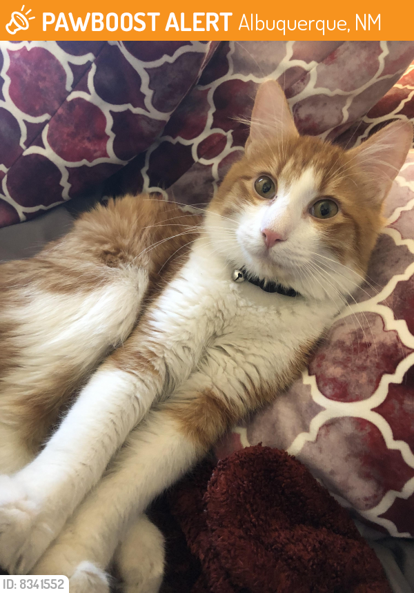 Rehomed Male Cat last seen Eubank & Lomas at the At , Albuquerque, NM 87112