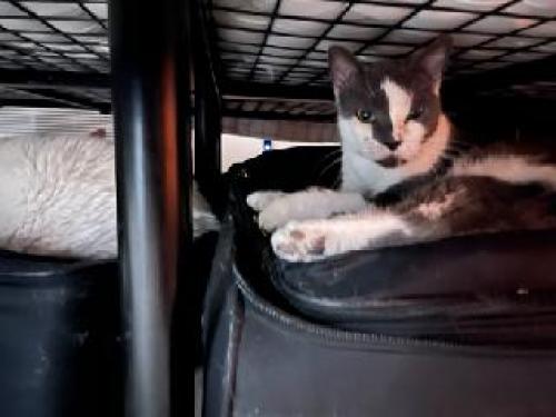 Lost Female Cat last seen Menaul in front of the Siegel Sselect suites, Albuquerque, NM 87107