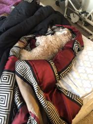 Lost Female Dog last seen Justice il in the Laurel’s apmt, Justice, IL 60458