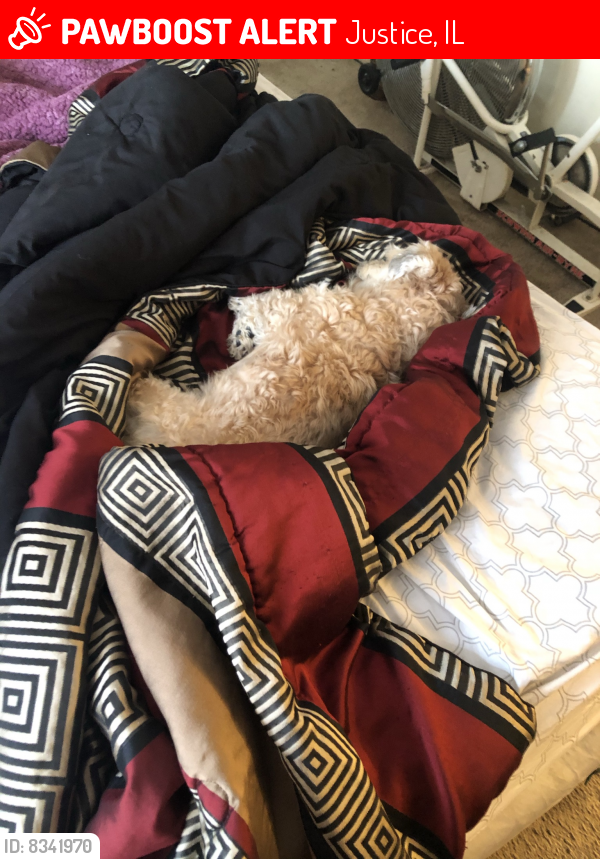 Lost Female Dog last seen Justice il in the Laurel’s apmt, Justice, IL 60458
