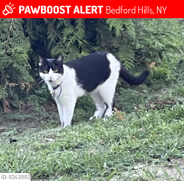Lost Female Cat last seen robinson and glen rd, Bedford Hills, NY 10507