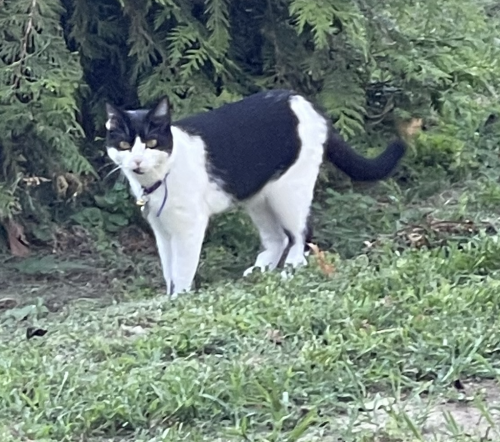 Lost Female Cat last seen robinson and glen rd, Bedford Hills, NY 10507